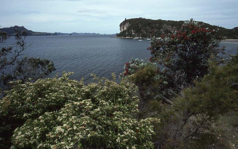 RWT 0030 018-15 New Zealand Pahutakawa Trees.jpg